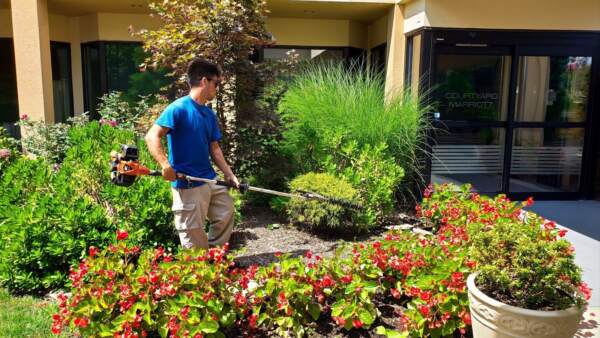 Young man does pruning routine maintenance on commercial garden of an office building in New York