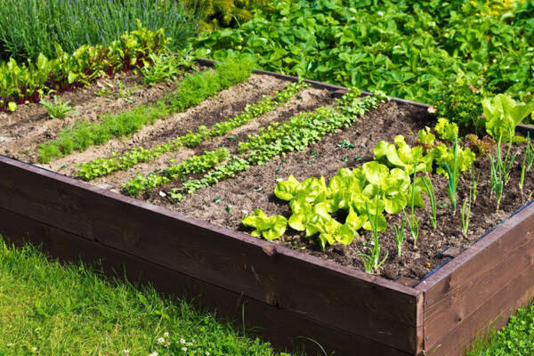 A raised plant bed brimming with a diverse selection of edible plants.