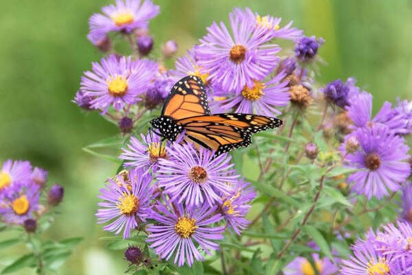 A breathtaking close-up image of a graceful butterfly gracefully perched on a vibrant New England aster flower