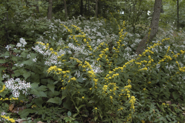 Blue-stemmed goldenrod creating an eco-friendly garden