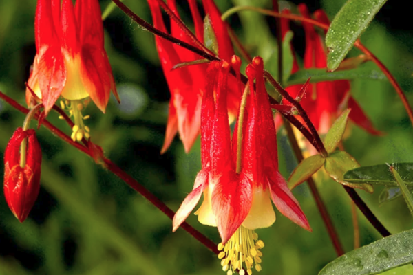 Close up image of Eastern red columbine plant