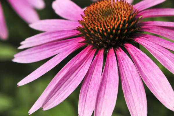 Close up image of eastern purple coneflower