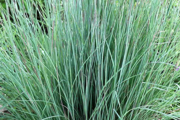 Little bluestem creating a nature-inspired garden with sustainable elements