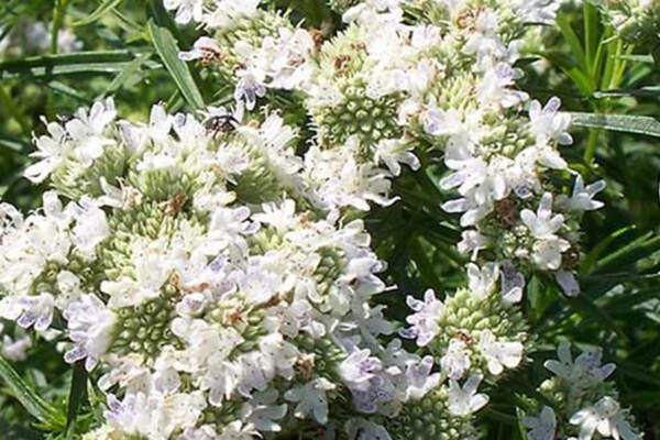 Narrow-leaf mountain mint