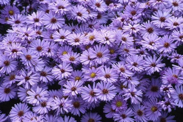 Vibrant New York aster flowers