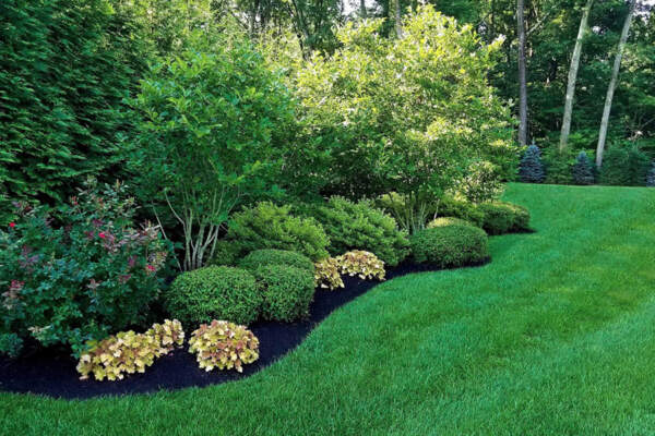 A beautifully manicured lawn and thriving green plants, showcasing the excellence of property maintenance services in New York